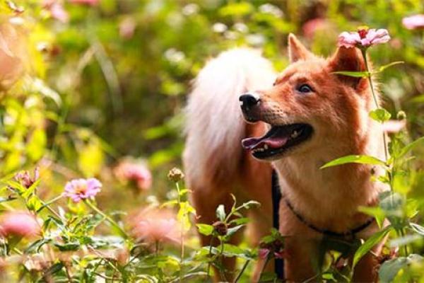 94年狗女25年结婚好日子 94年狗女25年结婚好日子