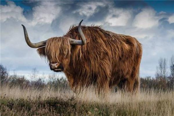 97年属牛2023年订婚吉日 97年属牛2023年订婚吉日