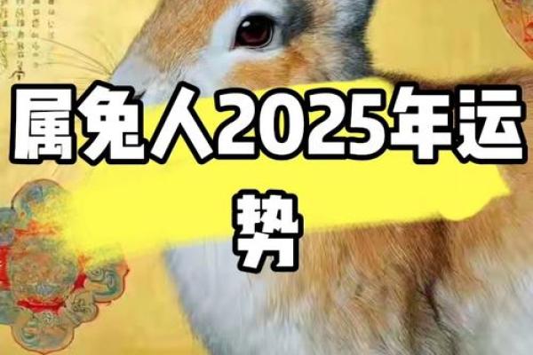 属兔2025年年龄_2025年属兔人年龄解析运势与人生阶段全揭秘