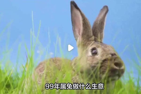 属兔的今年做生意