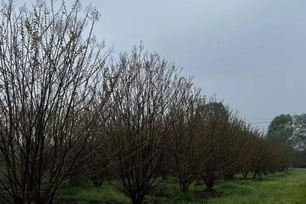 丛生紫薇规格_丛生紫薇多少钱一颗 丛生紫薇规格_丛生紫薇多少钱一颗