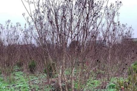 丛生紫薇规格_丛生紫薇多少钱一颗