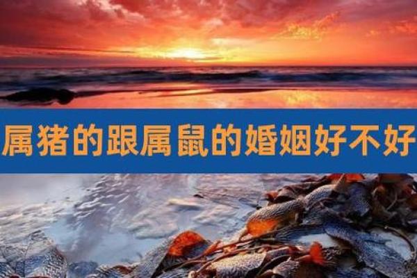 属鼠和属猪2020什么时候结婚 属鼠和属猪2020什么时候结婚