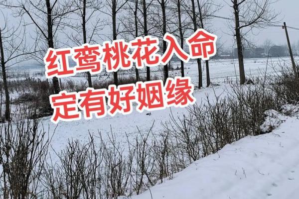 夫妻宫红鸾星 夫妻宫红鸾星陷 夫妻宫红鸾星 夫妻宫红鸾星陷