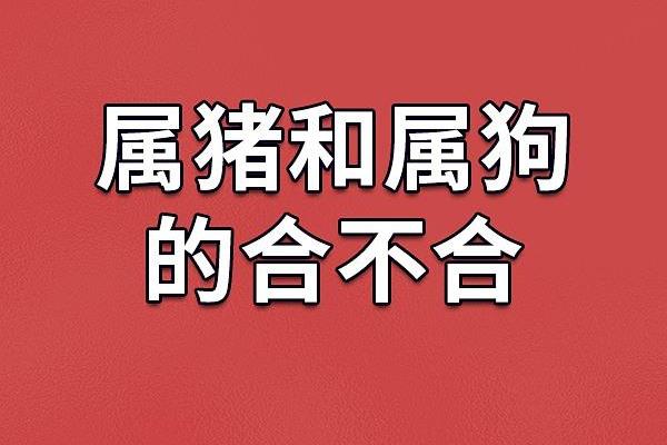 19年1月21日出生属猪还是属狗生肖解析