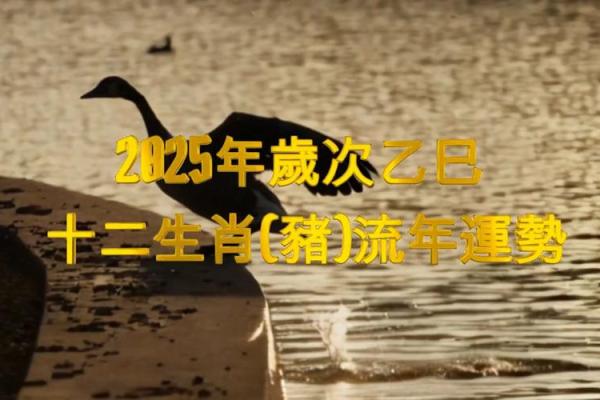 1971年属猪男在2025年运势 2025属猪血光之灾