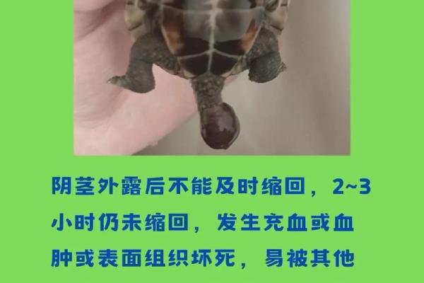 男人梦见乌龟是什么预兆吗