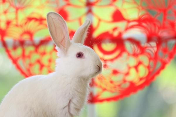 1999年属兔最佳结婚年龄