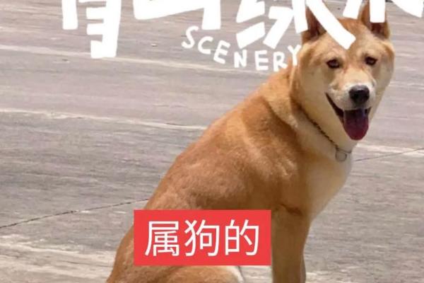 早上七点出生的属狗男孩如何取名，宜用什么字姓名