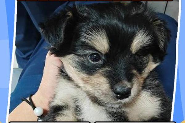 傍晚出生的属狗男孩怎么取名,适合什么字姓名 傍晚出生的属狗男孩怎么取名,适合什么字姓名