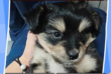 傍晚出生的属狗男孩怎么取名，适合什么字姓名