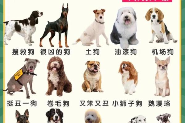 下午五点出生的属狗男孩取什么名,适合什么字姓名 下午五点出生的属狗男孩取什么名,适合什么字姓名